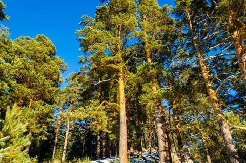 Winter pine forest in the mountains Stock Photos