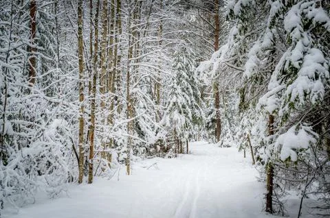 Winter pine forest path Stock Photos