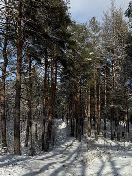 Winter Pine Forest Path Foto stock