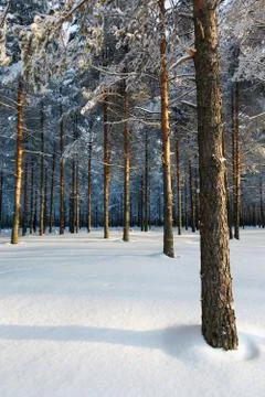 Winter pine forest Stock Photos