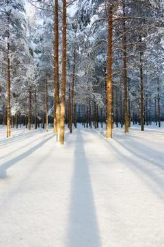 Winter pine forest Stock Photos