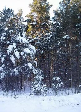 Winter pine forest Stock Photos