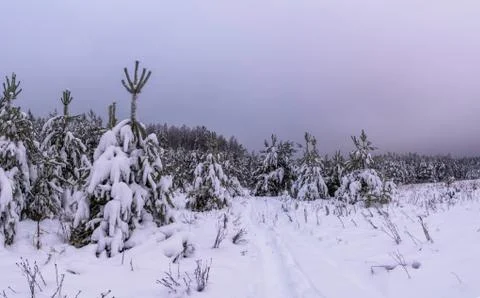 Winter pine forest. Stock Photos