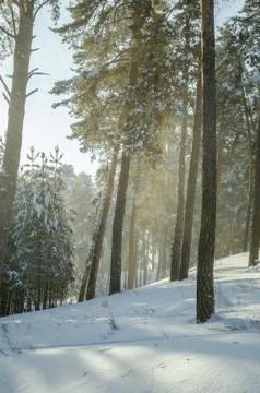 Winter pine forest Stock Photos