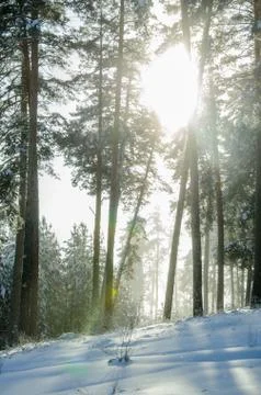 Winter pine forest Stock Photos