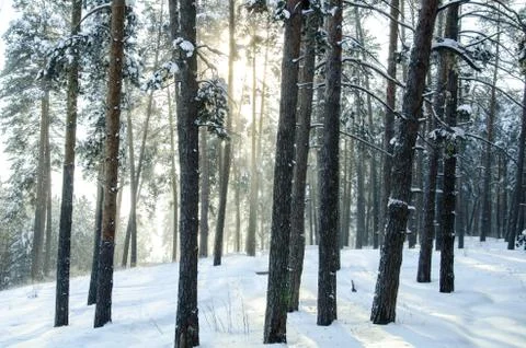 Winter pine forest Stock Photos