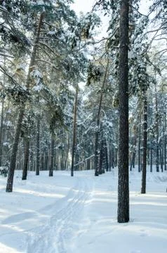 Winter pine forest Stock Photos