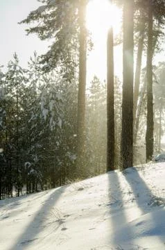 Winter pine forest Stock Photos