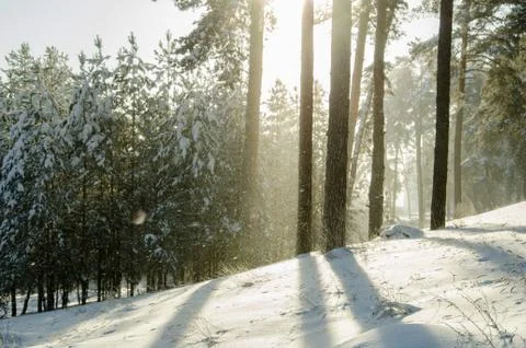 Winter pine forest Stock Photos