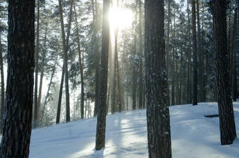 Winter pine forest Stock Photos