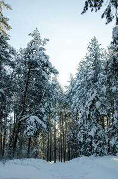 Winter pine forest Stock Photos