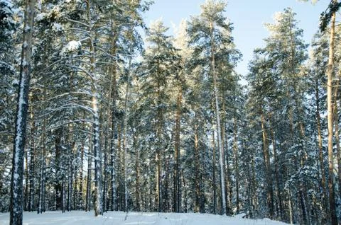 Winter pine forest Stock Photos