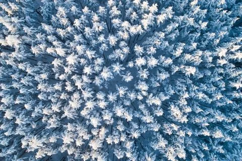 Winter pine forest Stock-Fotos