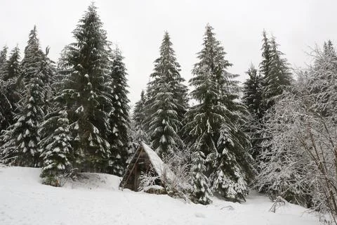 Winter in pine forest Stock Photos