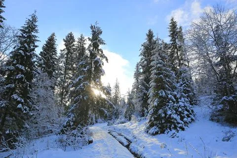 Winter in pine forest Stock-Fotos