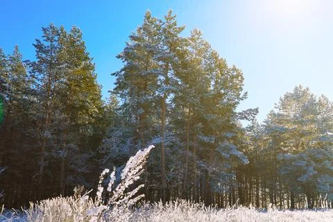 Winter pine forest 스톡 사진