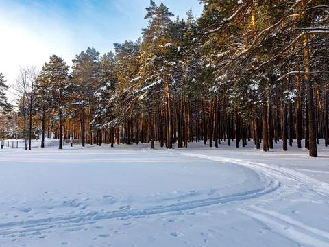 Winter in a pine forest, pine trees covered with white fluffy snow, edge of Stock Photos