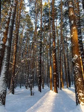 Winter in a pine forest, pine trees covered with white fluffy snow, sun light Stock Photos