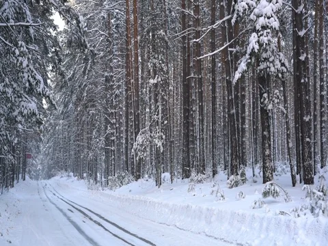 Winter pine forest with a road Video stock 85139386