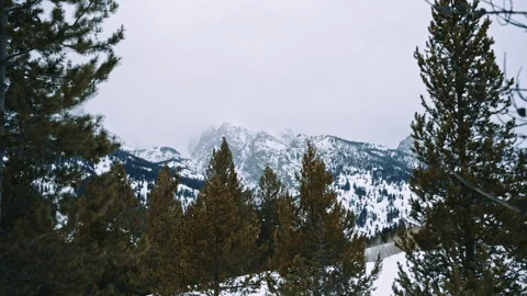 Winter Pine Forest With Rocky Peaks Wyoming Stock Footage 313483605
