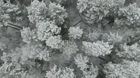 Winter pine forest in Russia top aerial view drone shot Stock Footage 220644174