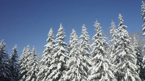 Winter Pine Forest with Snow covered branches Christmas Trees on Sunny day. Blue Video stock 125005614
