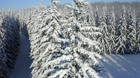 Winter Pine Forest with Snow covered branches Christmas Trees on Sunny day. Blue Stock Footage 125812049