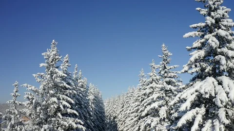 Winter Pine Forest with Snow covered branches Christmas Trees on Sunny day. Blue Stock Footage 125813441