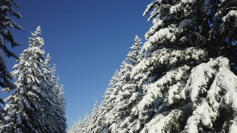 Winter Pine Forest with Snow covered branches Christmas Trees on Sunny day. Blue Stock Footage 126264252