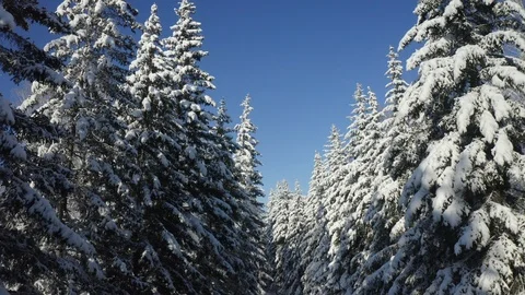 Winter Pine Forest with Snow covered branches Christmas Trees on Sunny day. Blue Stock Footage 126964110