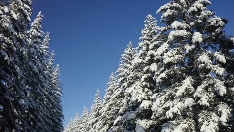 Winter Pine Forest with Snow covered branches Christmas Trees on Sunny day. Blue Stock Footage 127617068
