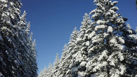 Winter Pine Forest with Snow covered branches Christmas Trees on Sunny day. Blue Stock-Footage 128097318