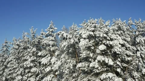 Winter Pine Forest with Snow covered branches Christmas Trees on Sunny day. Blue Stock Footage 130761113