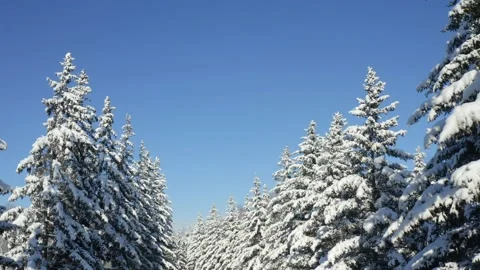Winter Pine Forest with Snow covered branches Christmas Trees on Sunny day. Blue Stock Footage 130986944