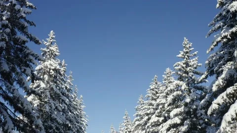 Winter Pine Forest with Snow covered branches Christmas Trees on Sunny day. Blue Stock Footage 131164476