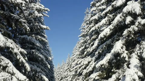 Winter Pine Forest with Snow covered branches Christmas Trees on Sunny day. Blue Stock Footage 131496257