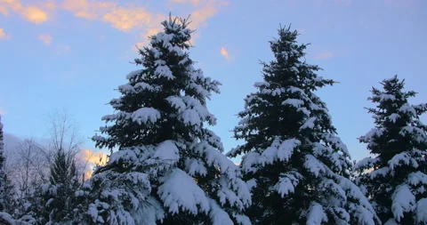 Winter Pine Forest with Snow covered branches Christmas Trees on Sunny day. Blue Stock Footage 147371213