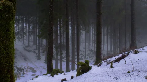 Winter pine forest with snow covered trail and mist Stock Footage 329763202
