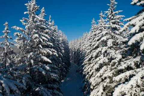 Winter Pine Forest with Snow covered branches Christmas Trees on Sunny day. Blue Stock Photos