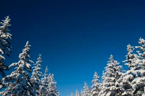 Winter Pine Forest with Snow covered branches Christmas Trees on Sunny day. Blue Stock Photos