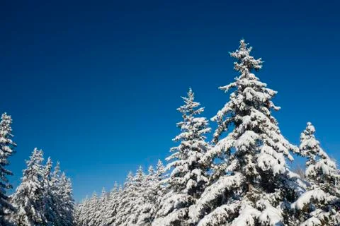Winter Pine Forest with Snow covered branches Christmas Trees on Sunny day. Blue Stock Photos