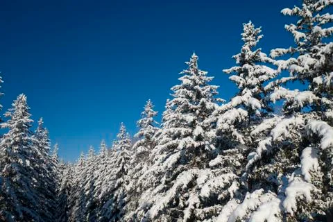 Winter Pine Forest with Snow covered branches Christmas Trees on Sunny day. Blue Stock Photos