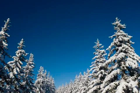 Winter Pine Forest with Snow covered branches Christmas Trees on Sunny day. Blue Stock Photos