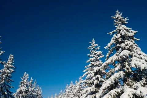 Winter Pine Forest with Snow covered branches Christmas Trees on Sunny day. Blue Stock Photos