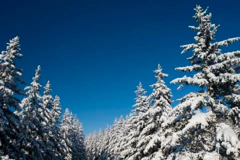 Winter Pine Forest with Snow covered branches Christmas Trees on Sunny day. Blue Stock Photos
