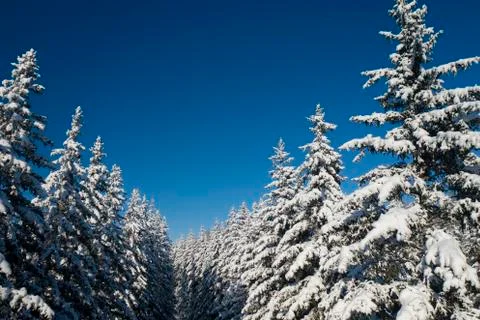 Winter Pine Forest with Snow covered branches Christmas Trees on Sunny day. Blue Stock Photos
