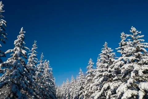 Winter Pine Forest with Snow covered branches Christmas Trees on Sunny day. Blue Stock Photos