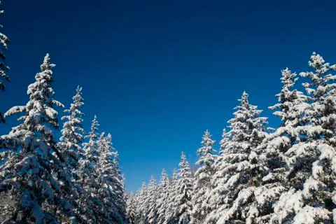 Winter Pine Forest with Snow covered branches Christmas Trees on Sunny day. Blue Stock Photos