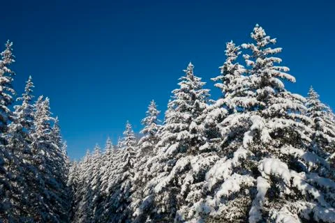Winter Pine Forest with Snow covered branches Christmas Trees on Sunny day. Blue Stock Photos