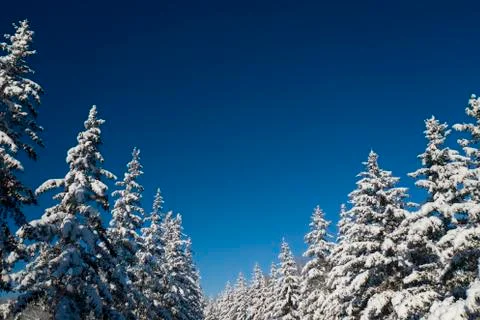 Winter Pine Forest with Snow covered branches Christmas Trees on Sunny day. Blue Stock Photos